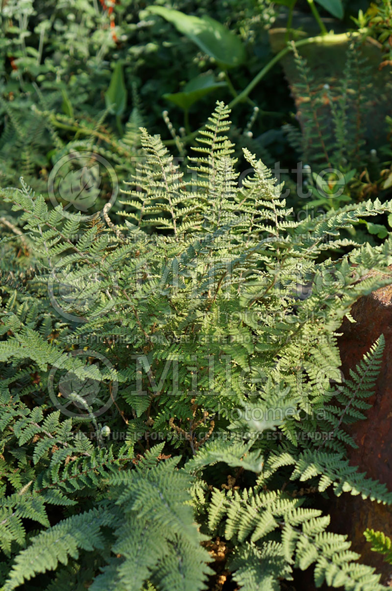 Cheilanthes tomentosa (Wooly Lip Fern) 3 