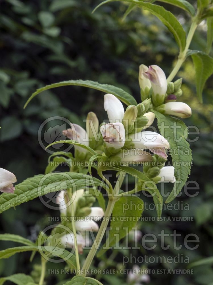 Chelone Alba (Turtlehead) 2