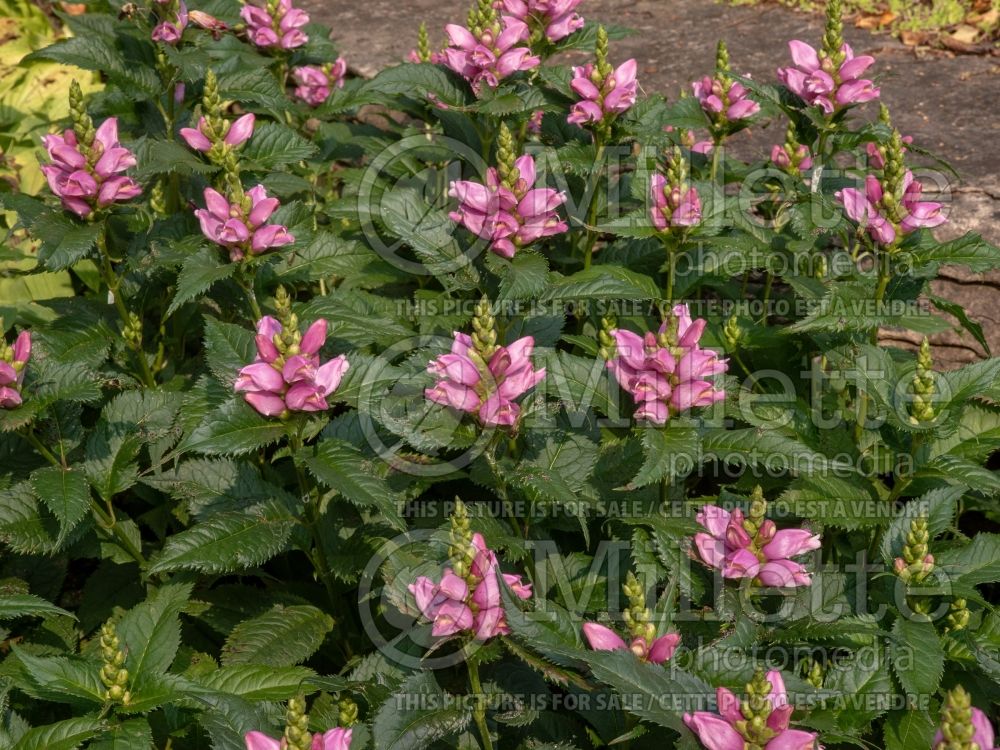 Chelone Hot Lips (Turtlehead) 15 