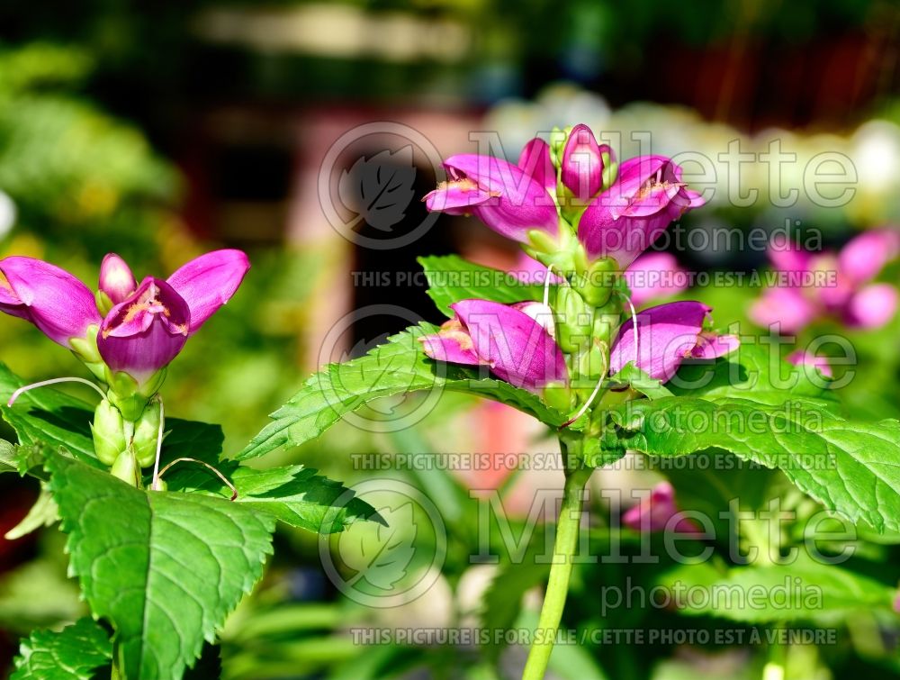 Chelone Hot Lips (Turtlehead) 14 