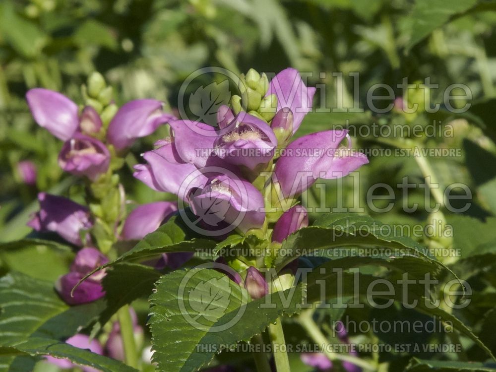 Chelone Hot Lips (Turtlehead) 11 