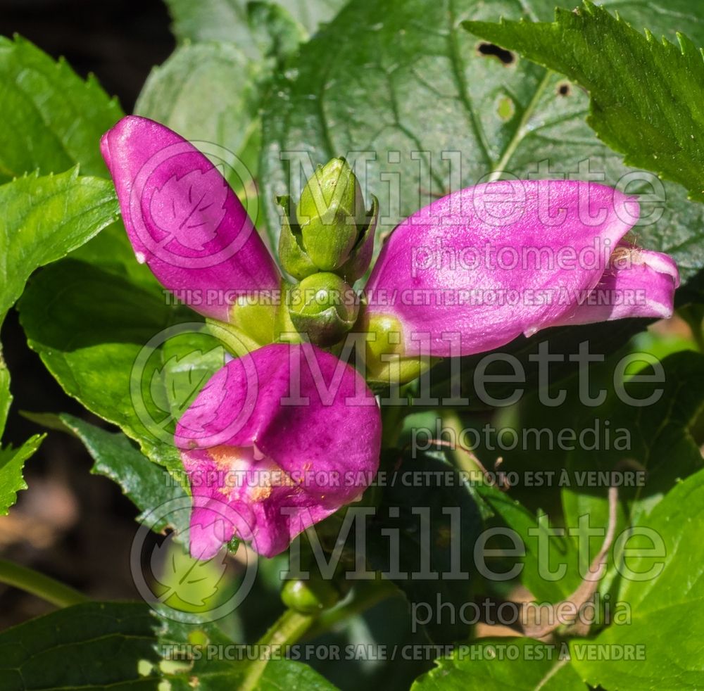 Chelone Hot Lips (Turtlehead) 10 