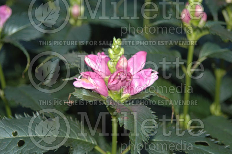 Chelone Hot Lips (Turtlehead) 5 