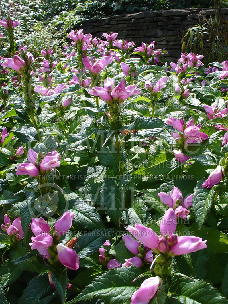 Chelone Hot Lips (Turtlehead) 9 