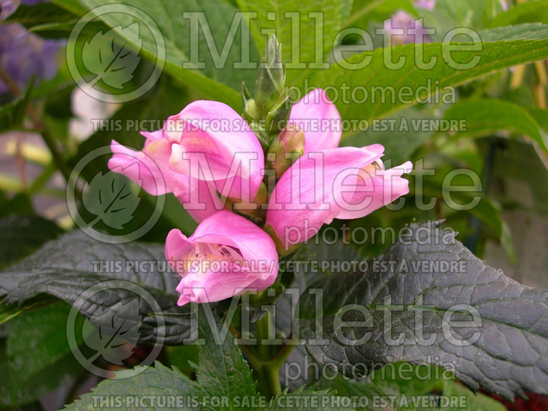 Chelone Hot Lips (Turtlehead) 7 