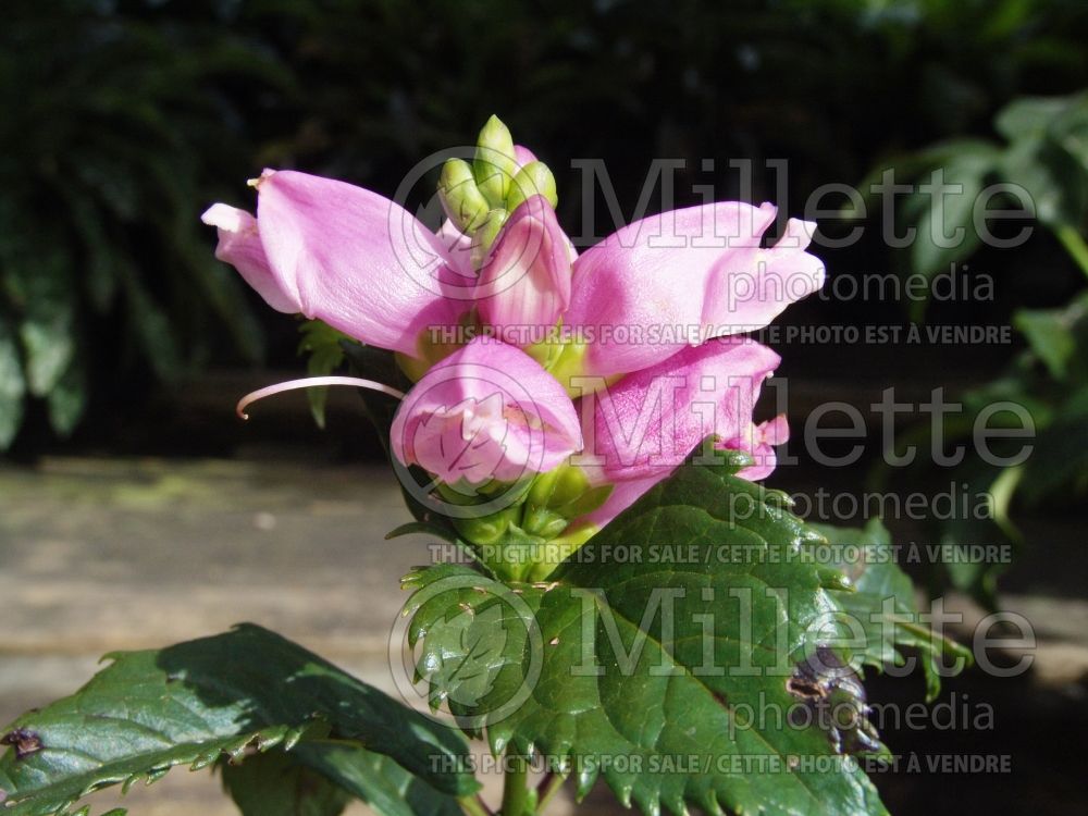 Chelone Hot Lips (Turtlehead) 8 