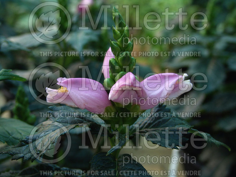 Chelone Hot Lips (Turtlehead) 3 