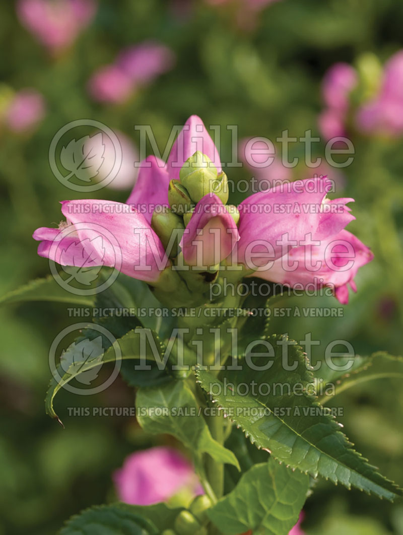 Chelone Hot Lips (Turtlehead) 1 