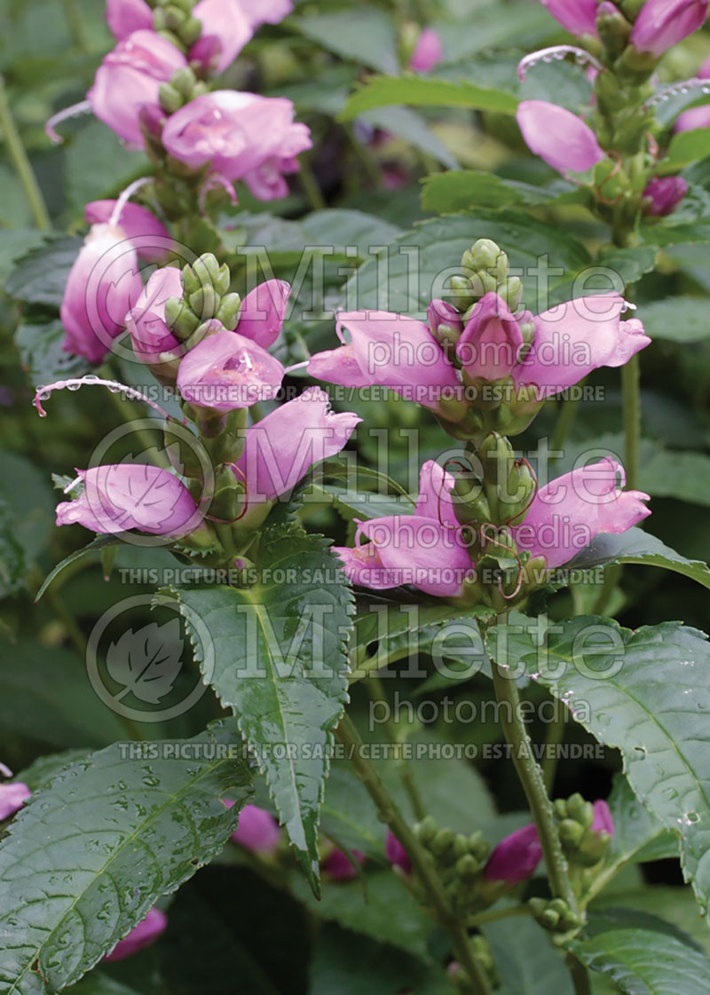 Chelone Hot Lips (Turtlehead) 2 