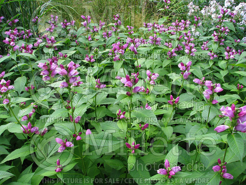 Chelone lyonii (Turtlehead) 1 