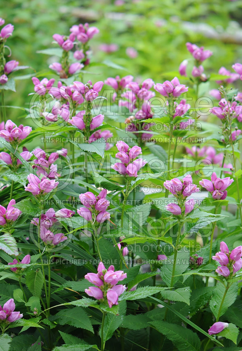 Chelone lyonii (Turtlehead) 4 