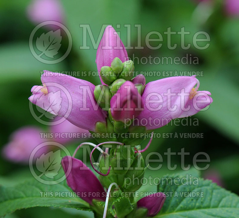 Chelone lyonii (Turtlehead) 2 