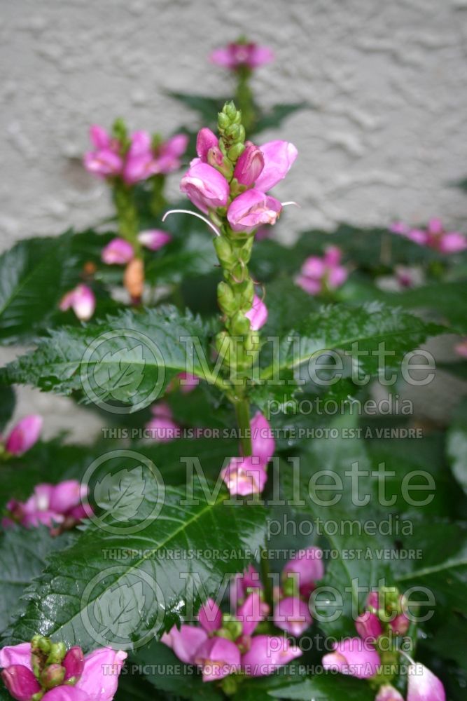 Chelone obliqua (Turtlehead)  1