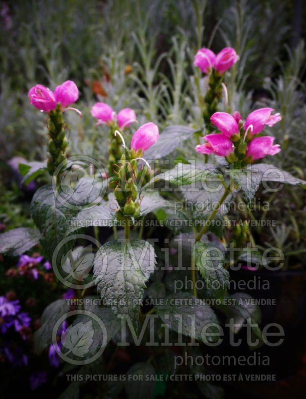 Chelone Tiny Tortuga (Turtlehead) 1 