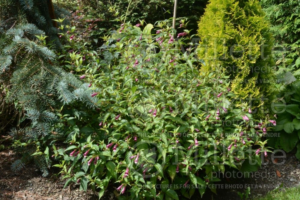 Chelonopsis yagiharana (Campion catchfly) 1