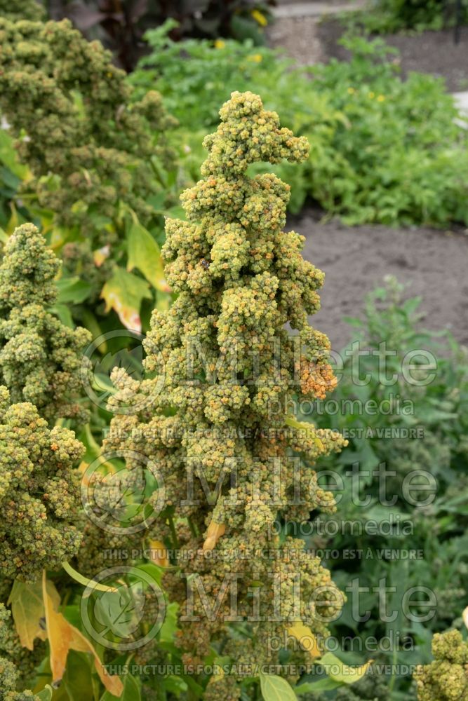 Chenopodium quinoa (Chenopod quinoa) 1