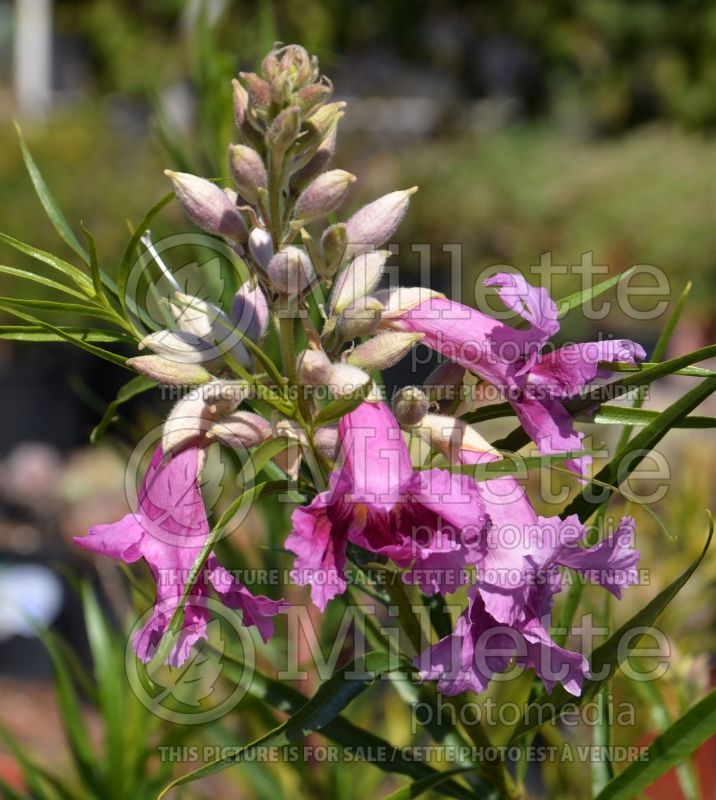 Chilopsis linearis (Desert Willow) 2 