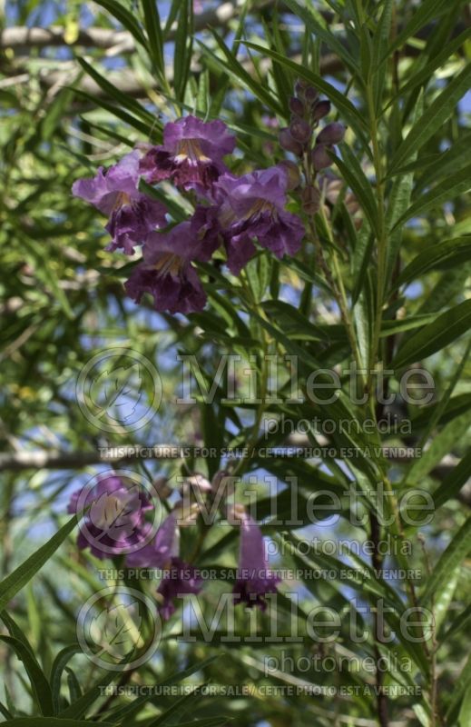 Chilopsis Regal (Desert Willow) 1 