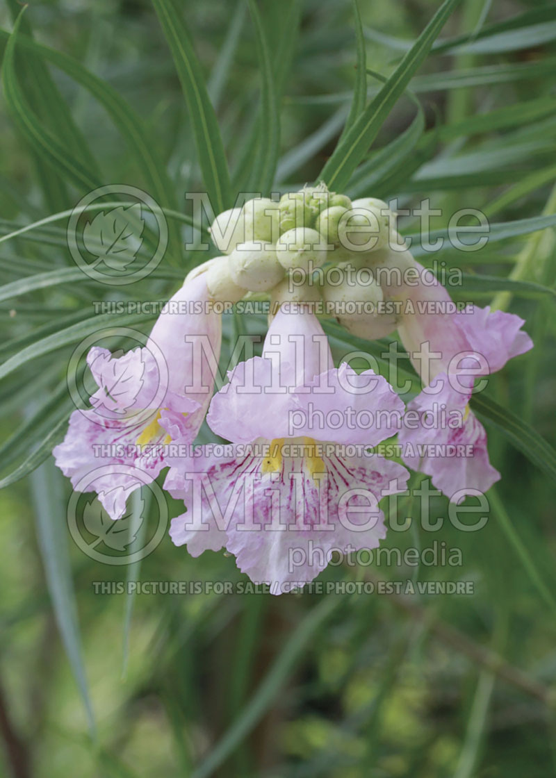 Chilopsis linearis (Desert Willow)  1