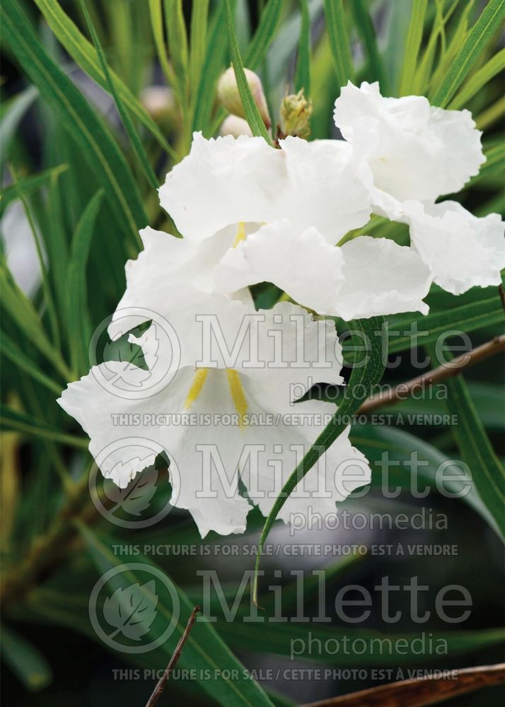 Chilopsis White (Desert Willow) 1 