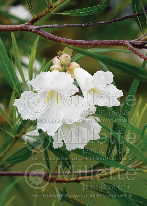 Chilopsis White (Desert Willow) 2