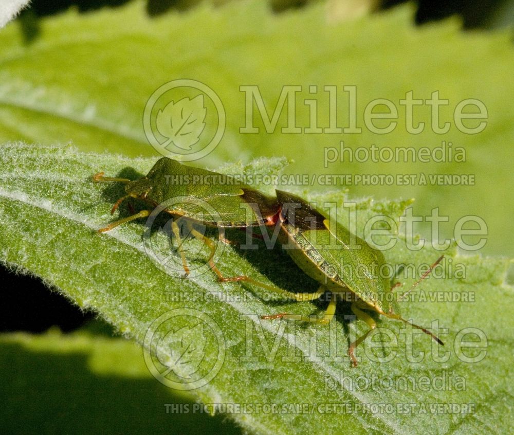 Chinavia halaris - Green Stink Bug (Insect) 1 