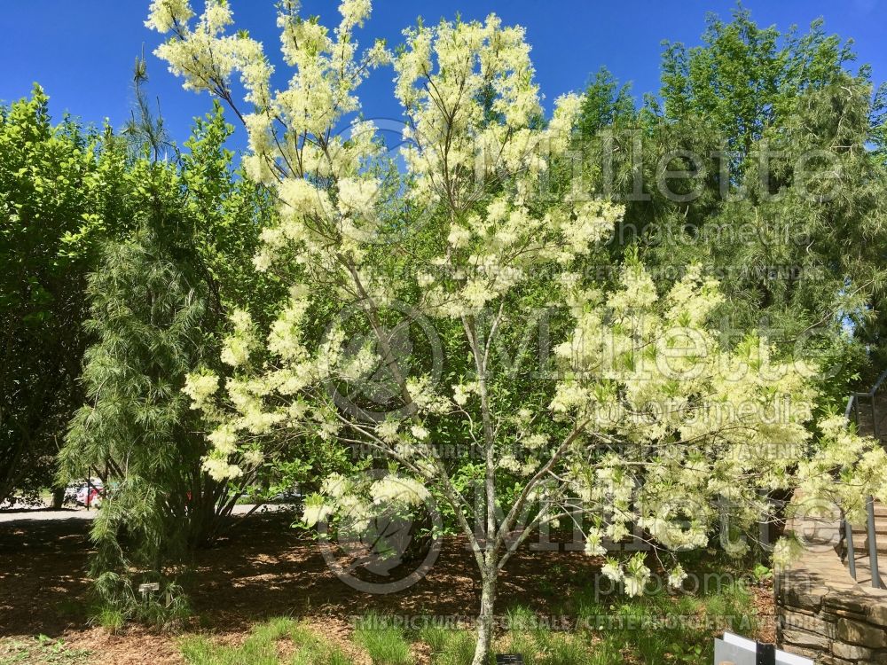 Chionanthus virginicus (Fringetree) 2