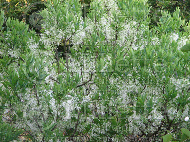 Chionanthus virginicus (Fringetree) 1