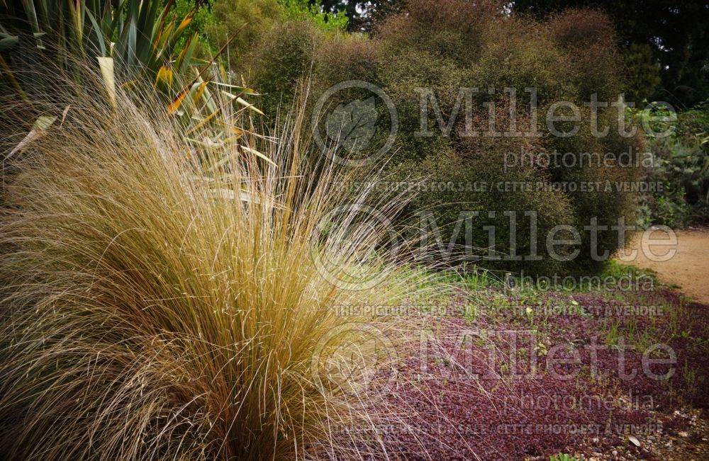 Chionochloa rubra (red tussock grass) 6 