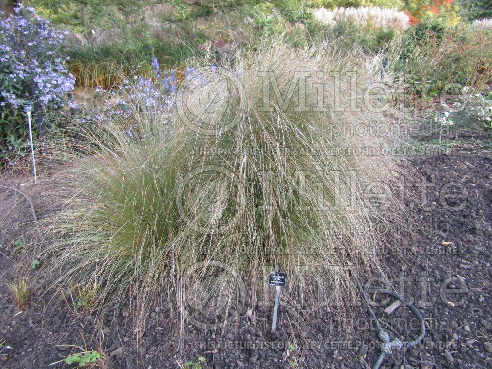 Chionochloa rubra (red tussock grass) 7 