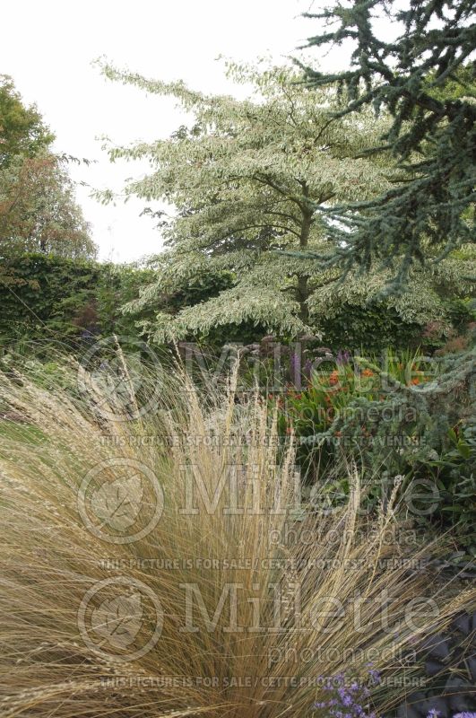 Chionochloa rubra (red tussock grass) 1 