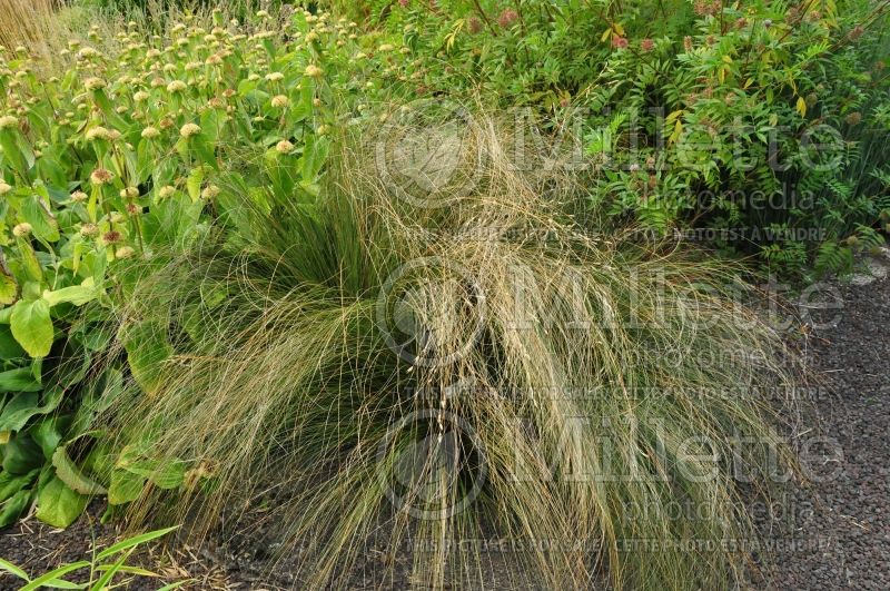 Chionochloa rubra (red tussock grass) 3 