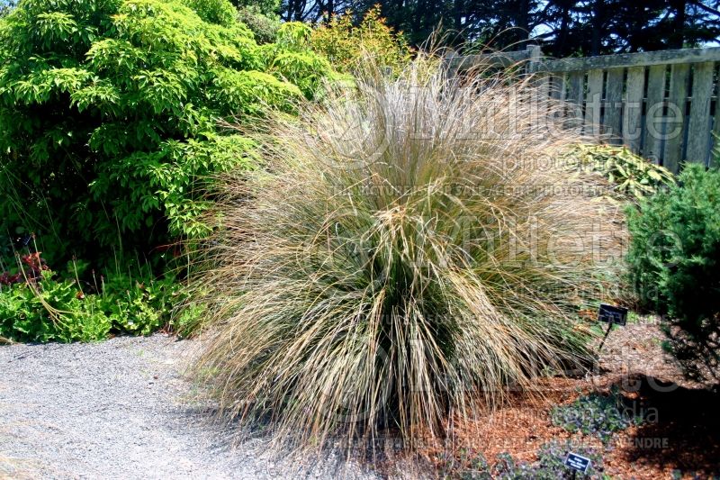 Chionochloa rubra (red tussock grass) 2 