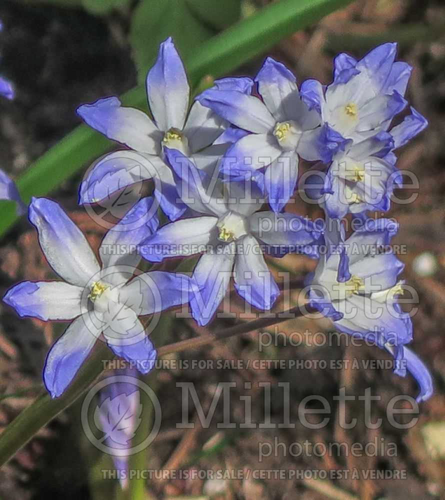 Chionodoxa forbesii (Glory of the snow) 1 