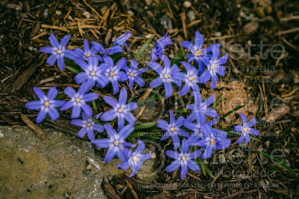 Chionodoxa luciliae aka gigantea (Glory of the snow) 4 