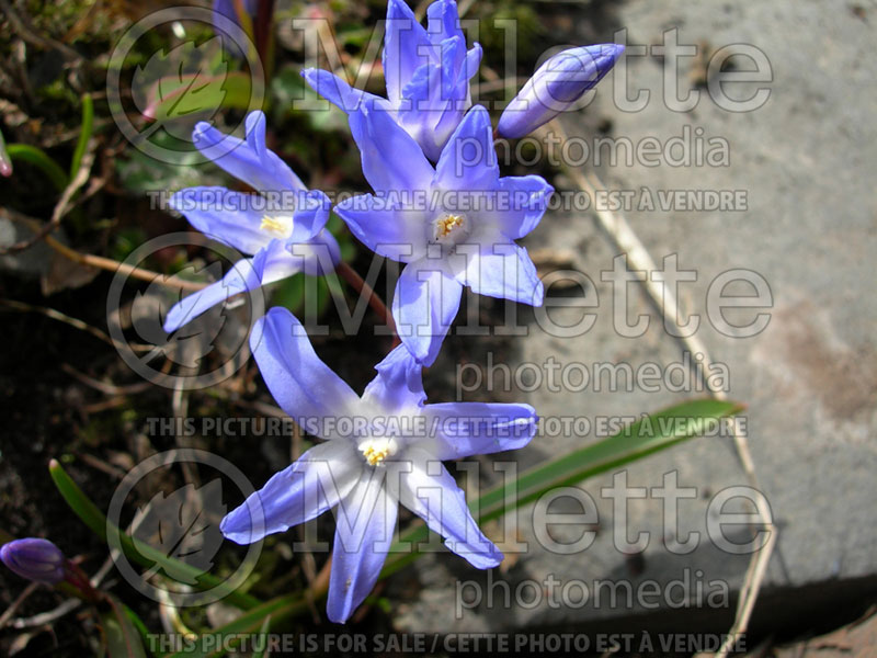 Chionodoxa luciliae aka gigantea (Glory of the snow) 2