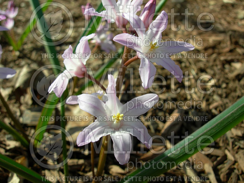 Chionodoxa Pink Giant (Glory of the snow) 1 