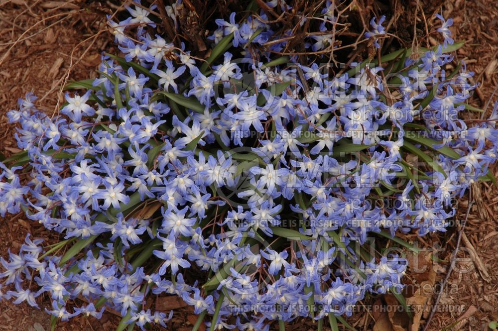 Chionodoxa luciliae aka gigantea (Glory of the snow) 1