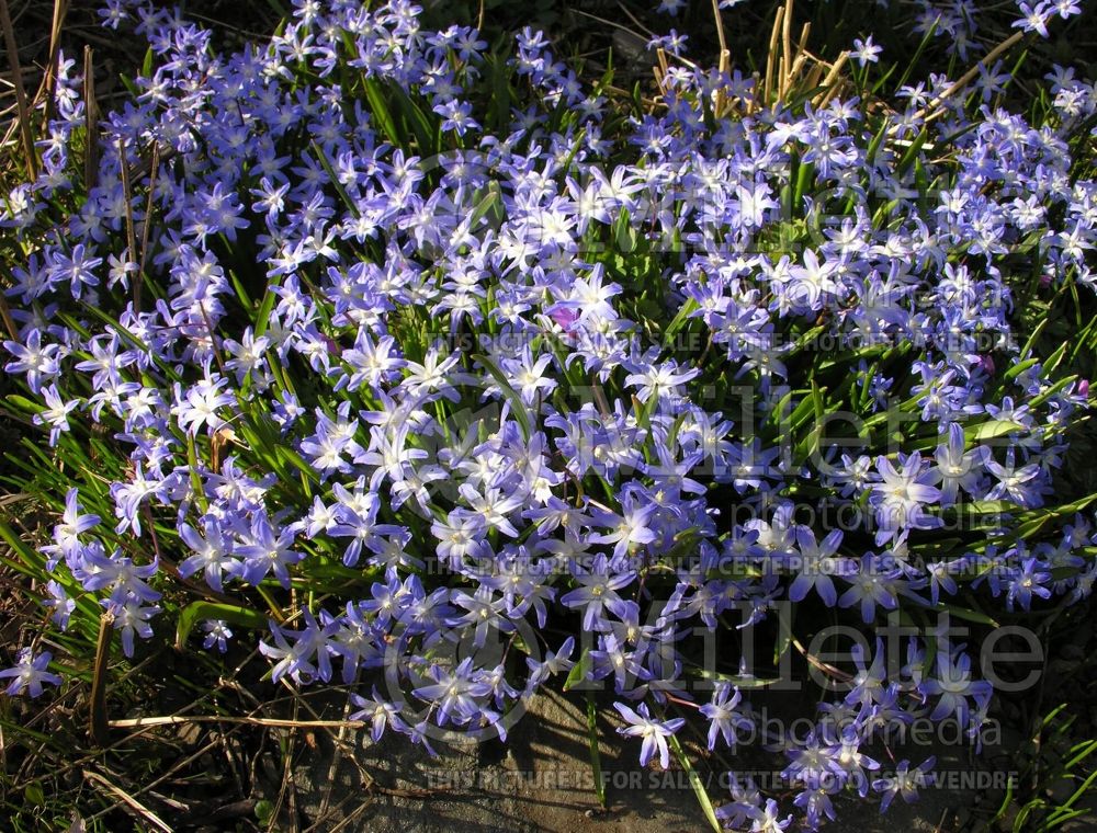 Chionodoxa luciliae aka gigantea (Glory of the snow) 3