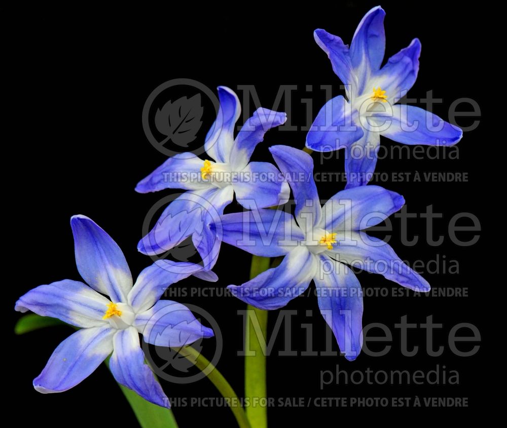 Chionodoxa luciliae aka gigantea (Glory of the snow) 5 