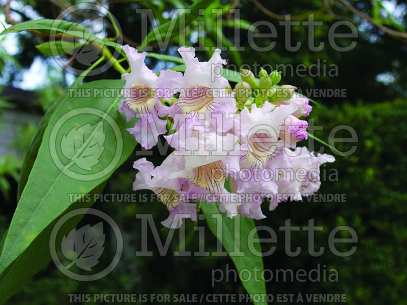 Chitalpa Pink Dawn (Trumpet Creeper) 1 