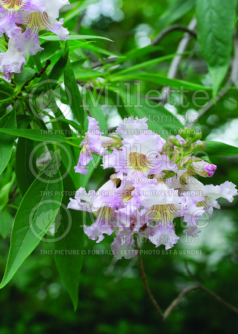 Chitalpa Pink Dawn (Trumpet Creeper) 3 