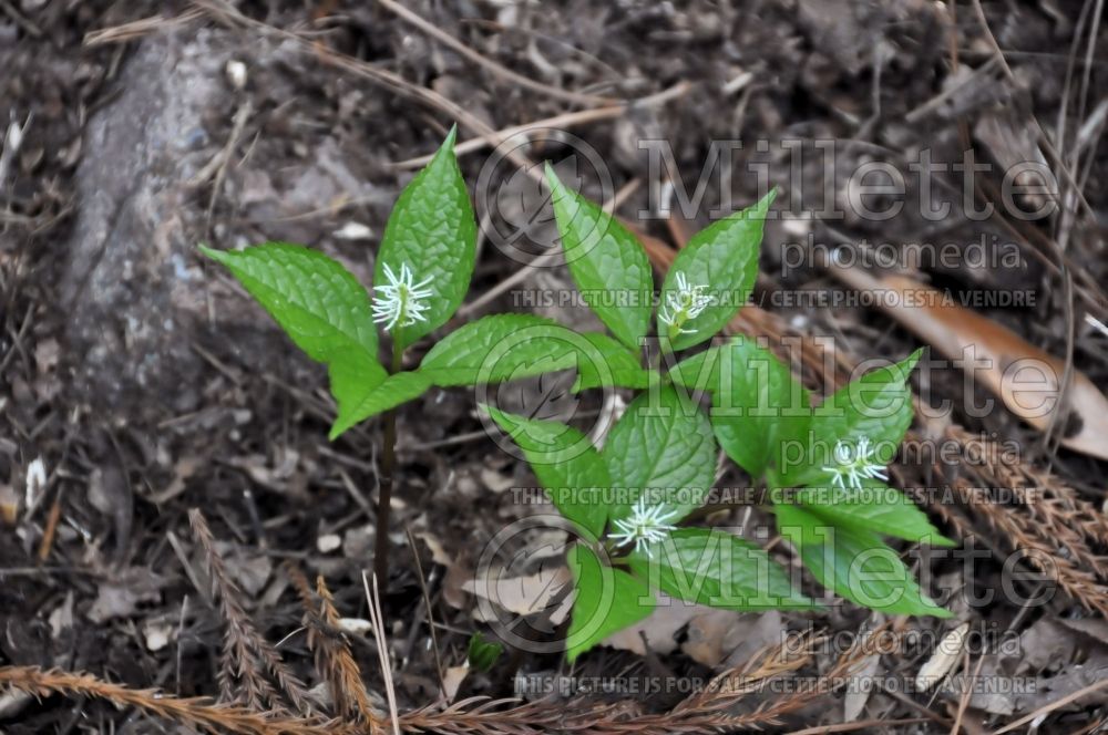 Chloranthus japonicus (Japanese Chloranthus) 1 