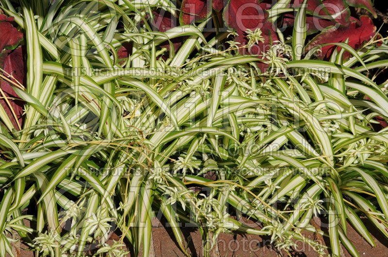 Chlorophytum Green Edge (Spider Plant) 1 