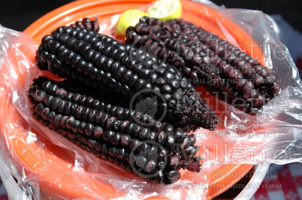 Maiz morado (Purple corn vegetable - mais) 1