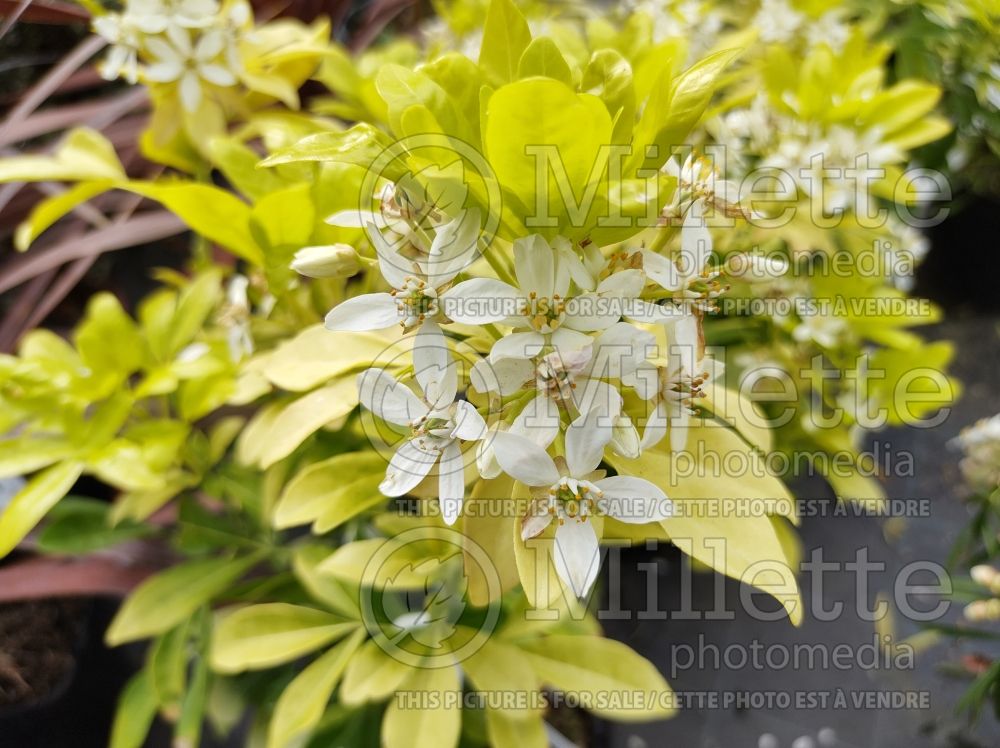 Choisya Sundance (Mexican orange blossom) 2 