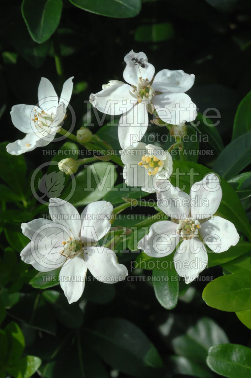 Choisya ternata (Mexican orange) 1 