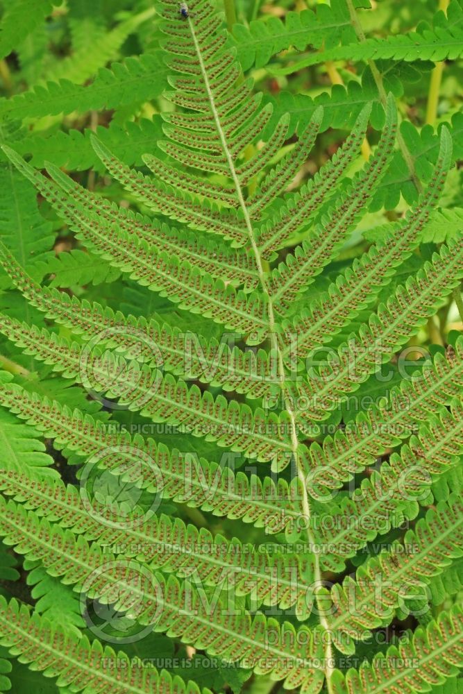 Thelypteris normalis (maiden ferns - 