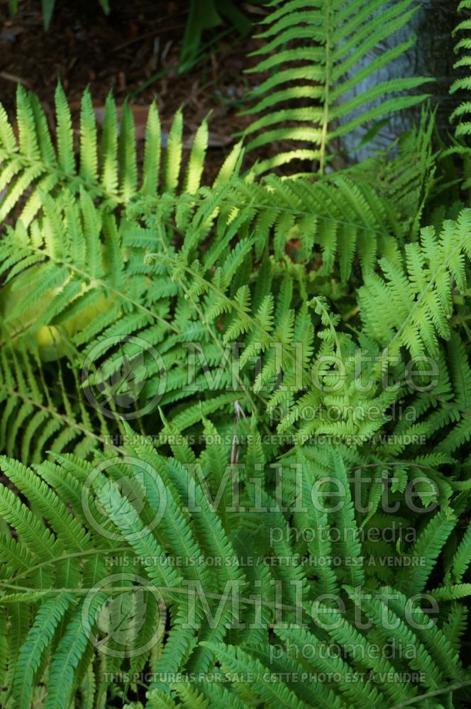 Thelypteris normalis (maiden ferns - fougère) 4