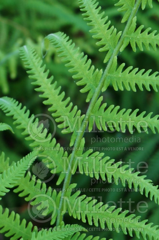 Thelypteris normalis (maiden ferns - fougère) 5